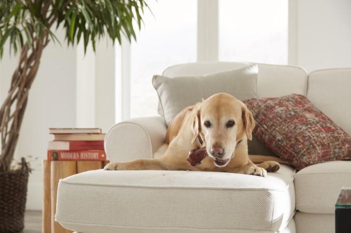 Best Pet Friendly Fabrics - Home Envy Furnishings Best Pet Friendly Fabrics - Home Envy Furnishings