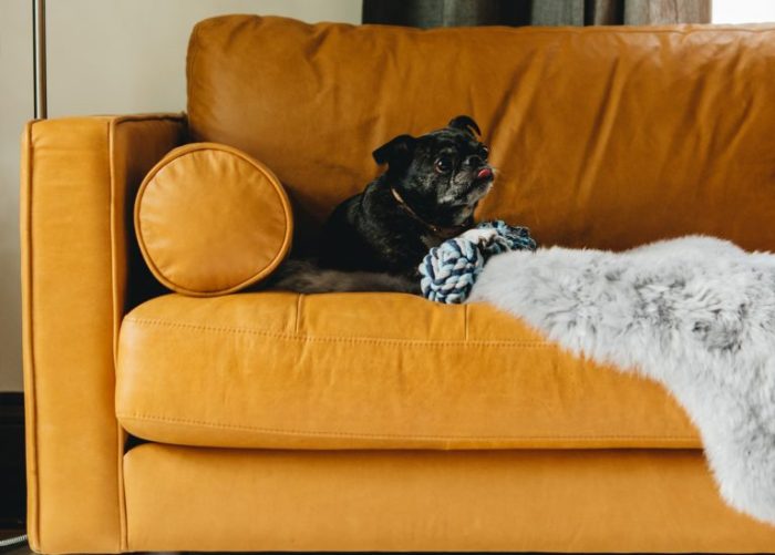 5 Tips For Choosing Pet-Friendly Furniture - Articulate Pet-friendly living room furniture with fabric